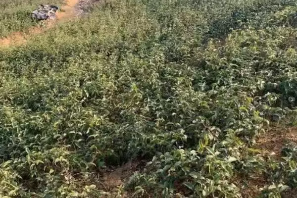 图片[8]-巴戟天种植技巧(巴戟天种植技巧及其在生长过程中的管理要点)-会东网