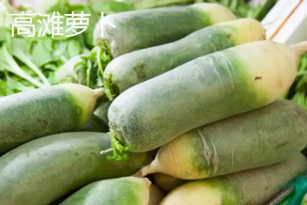 图片[5]-萧县为人熟知的特产 (萧县高滩萝卜久负盛名的种植和品质优势在哪)-会东网
