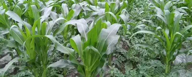 成玉41玉米种简介(成玉41玉米种介绍的关键要点有哪些)-会东网