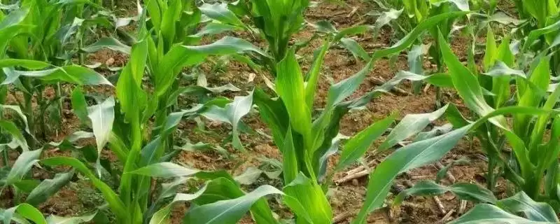 DK56玉米种子4-5月上旬适宜播期的要点-会东网