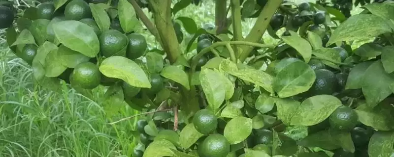 代森铵如何除青苔(代森铵怎样用来去除青苔呢)-会东网