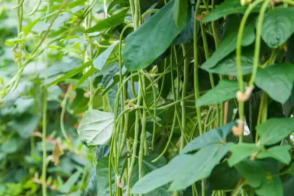 图片[4]-7月种豆角(7月种植豆角的适宜性及相关种植要点有哪些)-会东网