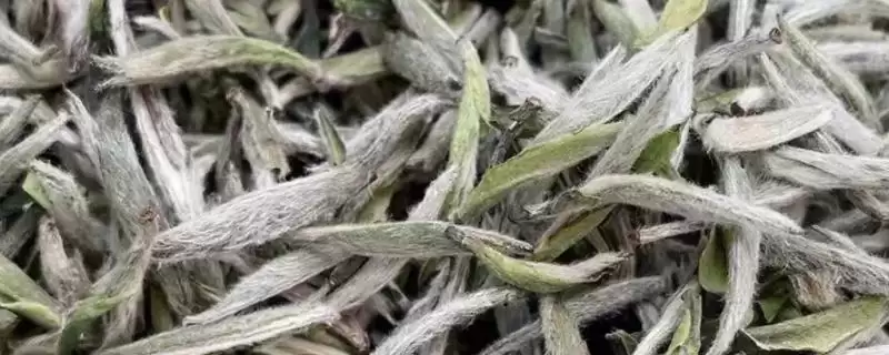 白茶产地特色(白茶不同产地特色及其在茶叶品质和风味上的差异)-会东网