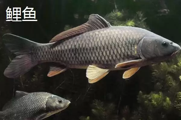 图片[6]-2.5号主线用多大吃铅浮漂(2.5号主线在不同水域该搭配多大吃铅浮漂呢)-会东网