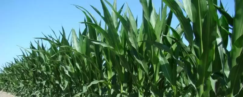 DF686玉米种子4月下旬适宜播期的时间要点-会东网