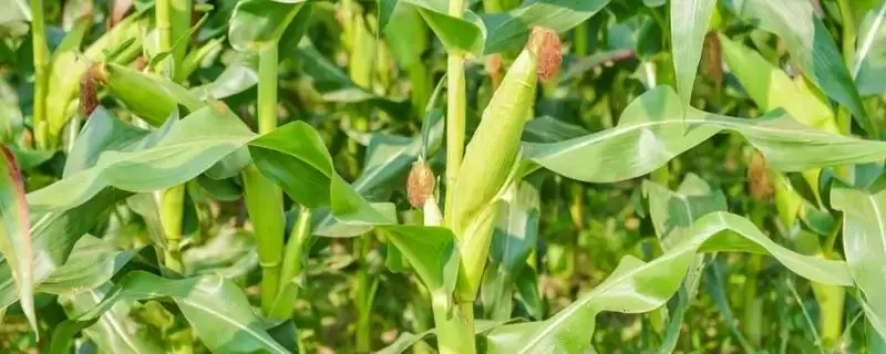 Y1199玉米种简介，辽宁省春播生育期129天解读-会东网