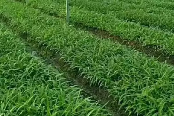 图片[3]-白芨种植注意事项(白芨种植过程中有哪些注意事项及其对产量的影响)-会东网