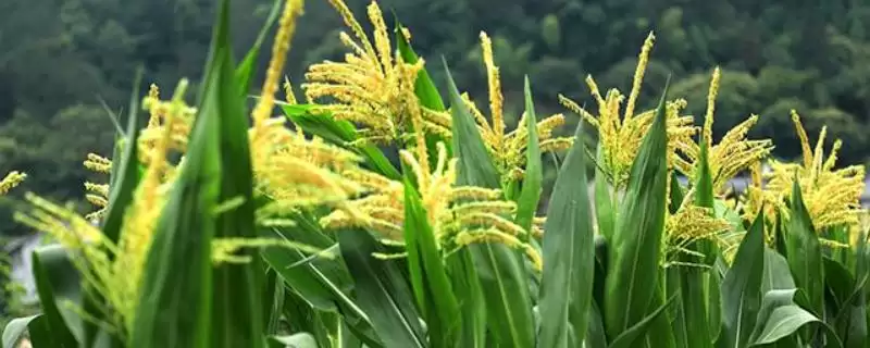 出苗至成熟131天的JBB968玉米种子，有啥特点？-会东网