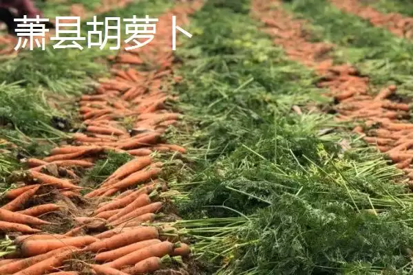 图片[4]-萧县为人熟知的特产 (萧县高滩萝卜久负盛名的种植和品质优势在哪)-会东网