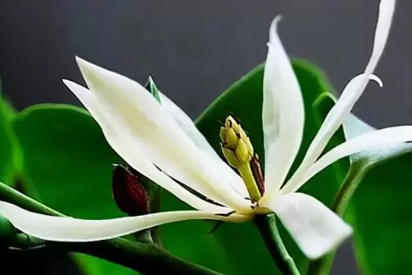 图片[4]-白兰花夏季养护的要点 (白兰花夏季防阳光直射还有什么养护重点)-会东网