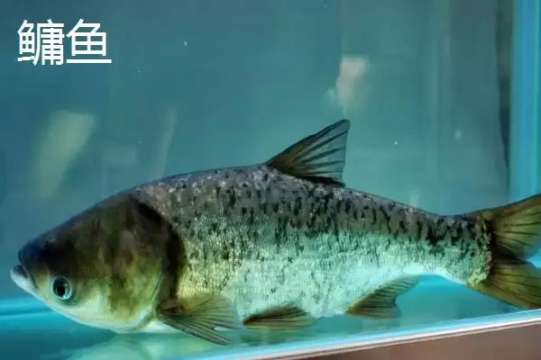图片[8]-5号新关东钩搭配什么子线(5号新关东钩搭配哪种规格的子线比较合理呢)-会东网