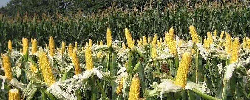 登海1706玉米种子简介(登海1706玉米种子情况是怎样的)-会东网