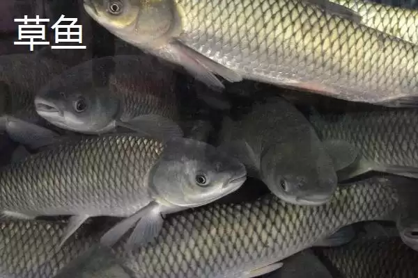 图片[6]-5号新关东钩搭配什么子线(5号新关东钩搭配哪种规格的子线比较合理呢)-会东网