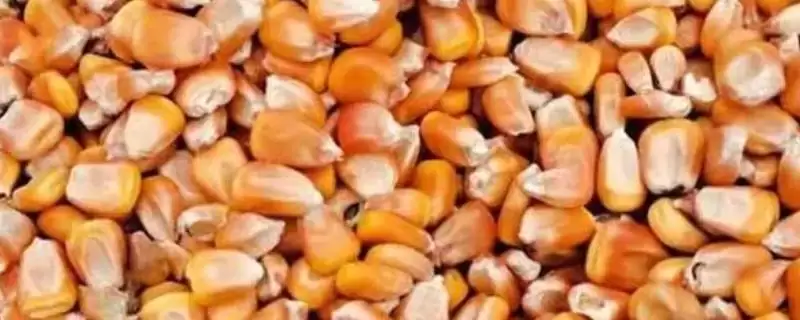 干玉米保存方法(干玉米保存有哪些有效方法和注意事项呢)-会东网