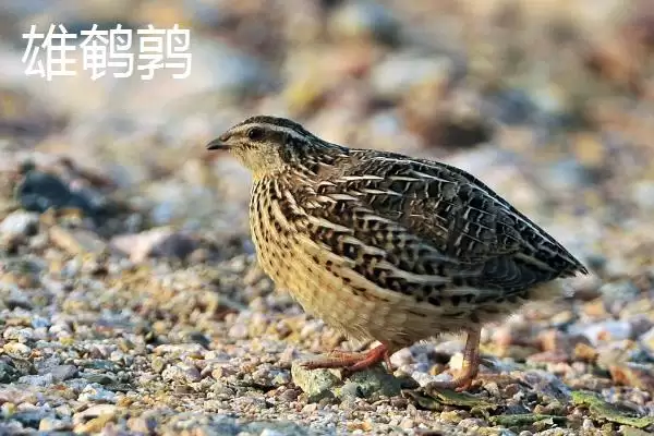 图片[5]-鹌鹑与芦丁鸡差异(鹌鹑与芦丁鸡科属等差异及其在养殖中的不同要点)-会东网