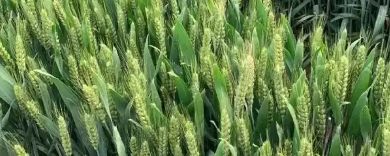 安农大1216小麦品种生育期价值(安农大1216小麦品种全生育期226天左右的价值和优势)-会东网