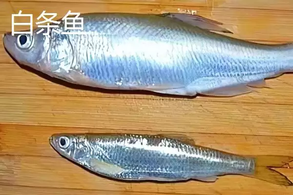 图片[6]-白条鱼与红翅子鱼外观区别 (白条鱼体背青灰与红翅子鱼外观区别在哪)-会东网