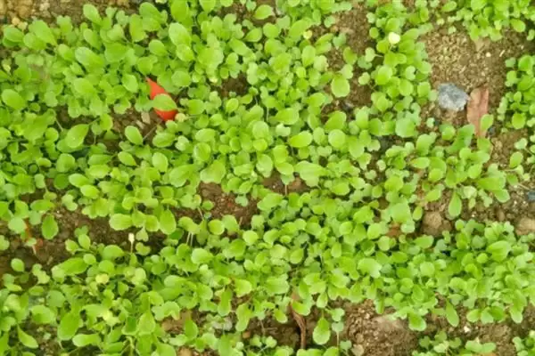 图片[4]-12月不适合种油菜(12月因温度低不适合种油菜的具体温度影响分析)-会东网
