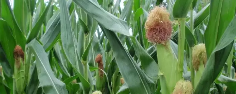 点谷406玉米品种特性(点谷406玉米品种特性是啥)-会东网