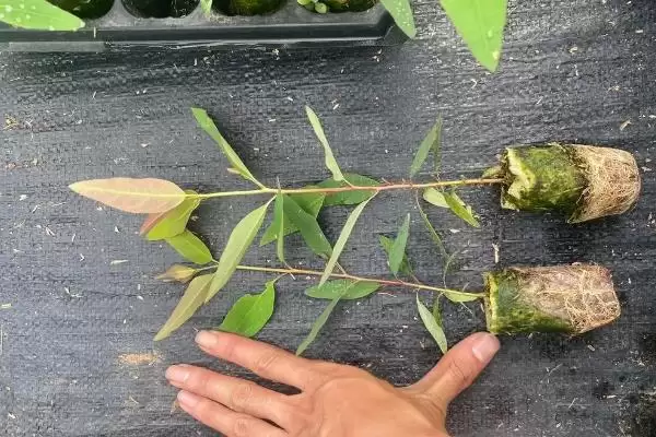图片[3]-桉树种植密度原因(桉树每亩种83-111株的原因和种植规划要点)-会东网