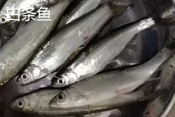 图片[8]-白条鱼与红翅子鱼外观区别 (白条鱼体背青灰与红翅子鱼外观区别在哪)-会东网