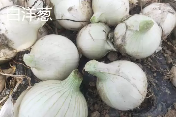 图片[4]-白洋葱与紫洋葱区别(白洋葱与紫洋葱在外观、口感、营养等方面有何区别)-会东网