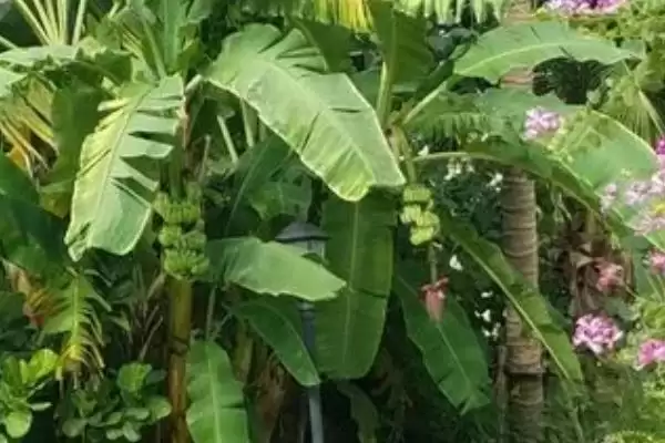 图片[3]-芭蕉树不宜种家里原因(芭蕉树不宜种家里的其他原因及其在文化和环境上的考量)-会东网
