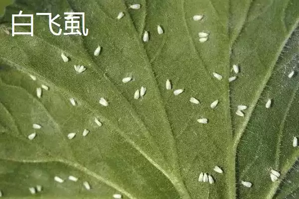 图片[4]-白粉虱防治方法(白粉虱防治方法及其在农作物病虫害防治中的应用)-会东网