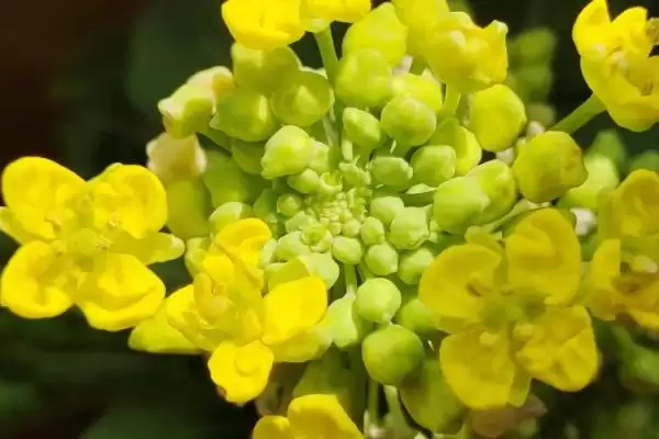 图片[2]-白菜生长周期特点(白菜生长周期特点及其在不同阶段的管理要点)-会东网
