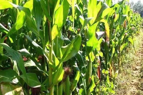 图片[2]-中抗大斑病的T316玉米种，有何特别之处？-会东网