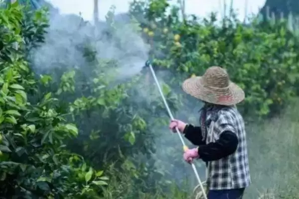 图片[2]-代森铵如何除青苔(代森铵怎样用来去除青苔呢)-会东网