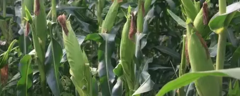 935HA玉米种简介,密度5500-6000株/亩-会东网