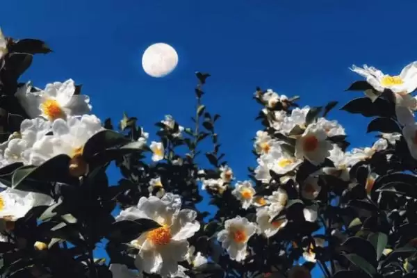 图片[2]-白山茶花文化内涵(白山茶花在文化领域有着怎样独特的内涵和寓意)-会东网