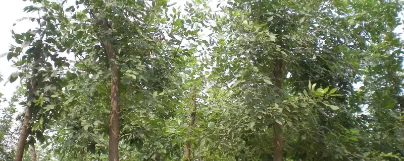 白蜡树植物特征(白蜡树具有哪些独特的植物特征及其识别要点)-会东网