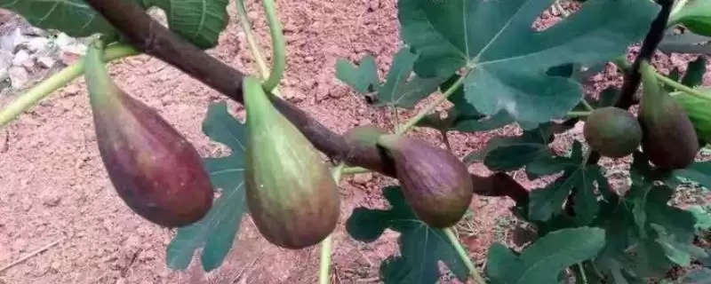 芭劳奈无花果抗病虫害方法(芭劳奈无花果应对抗病虫害差的方法和防治要点)-会东网