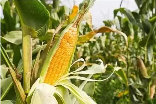 图片[4]-大象704玉米种的种植要点(大象704玉米种种植要点有哪些)-会东网