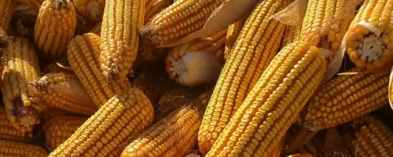 超单900玉米种简介(超单900玉米种介绍要点包含什么呢)-会东网