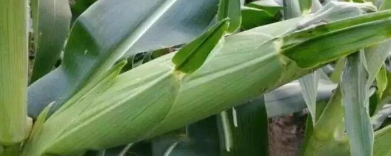 每亩适宜种植密度6000株的JF1949玉米品种，特性如何？-会东网