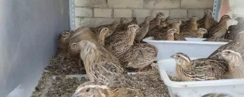 鹌鹑投喂青料过多问题(鹌鹑投喂青料过多会产生哪些问题及解决方法)-会东网
