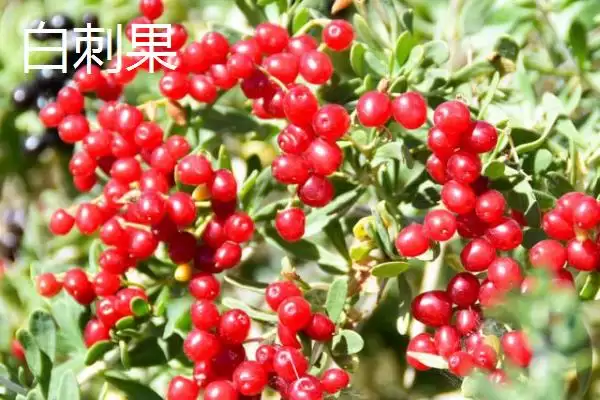 图片[3]-白刺果品种特点(白刺果品种特点及其在食用和药用价值上的优势)-会东网
