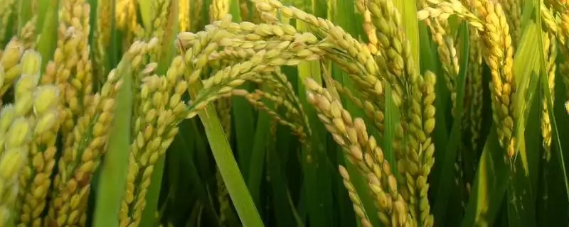 Ⅱ优198水稻品种简介(Ⅱ优198水稻品种特性及生育期揭秘)-会东网