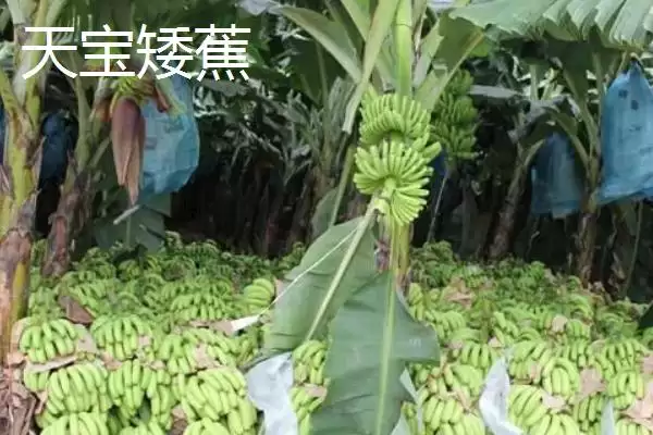图片[3]-矮蕉主产地售价原因(矮蕉主产地售价0.9-2元斤的价格影响因素有哪些)-会东网