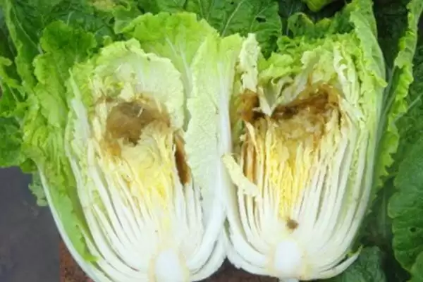 图片[2]-白菜烧心防治(白菜烧心防治方法及其在白菜种植中的预防措施)-会东网