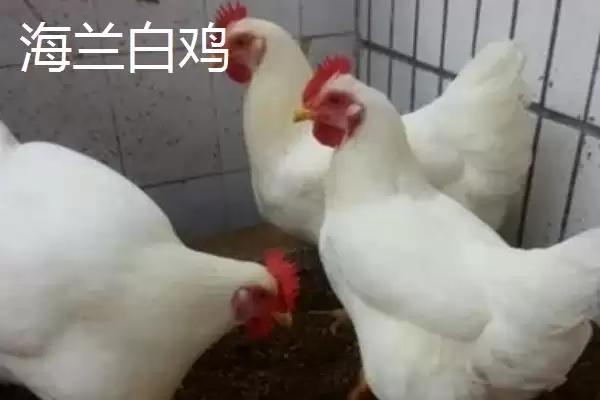 图片[2]-海兰白鸡和京粉2号下蛋优势(海兰白鸡和京粉2号爱下蛋的优势和养殖要点)-会东网