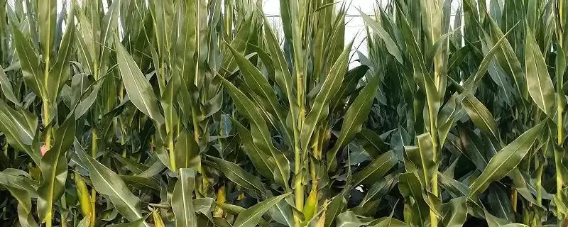 彩甜糯8号玉米种子简介(彩甜糯8号玉米种子介绍要点有哪些呢)-会东网