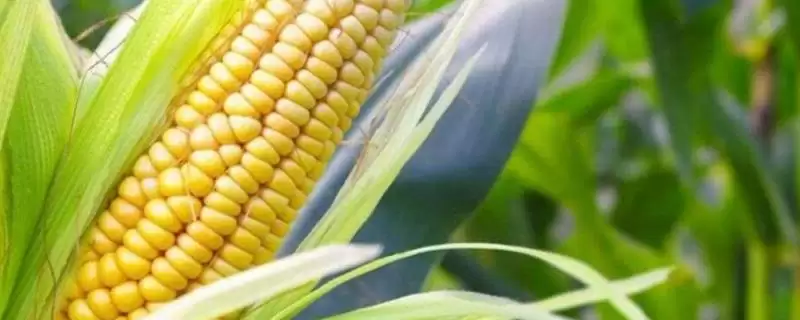 F11A玉米种密度400株／亩左右的种植要点-会东网