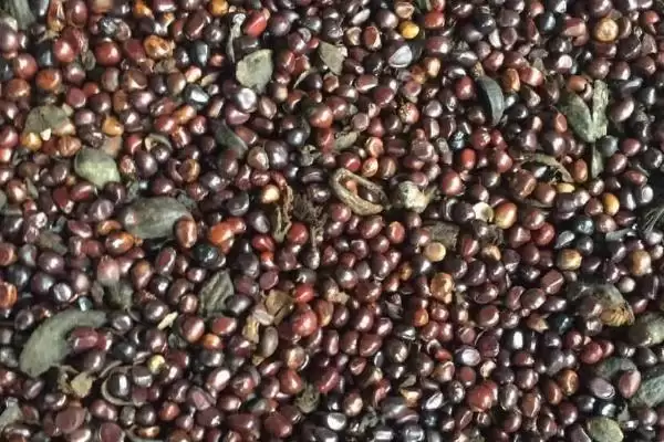 图片[2]-白芍选种方法(白芍选种有哪些科学有效的方法及其对生长的影响)-会东网