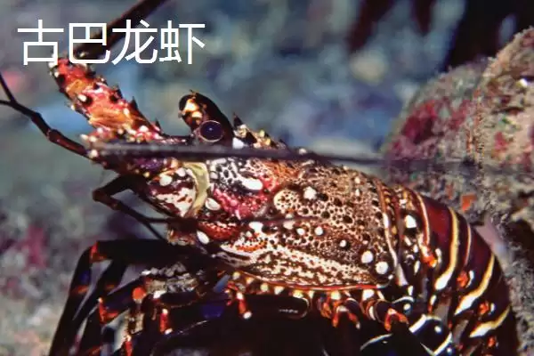图片[6]-澳洲龙虾养殖饵料人工配比，有哪些关键要点-会东网