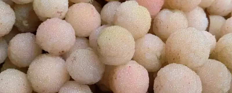 白杨梅品种特点(白杨梅品种具有哪些独特的特点和市场优势)-会东网