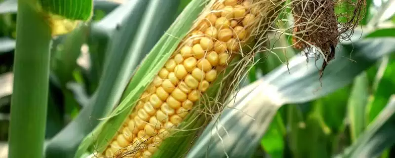 谷神玉66玉米种子特点(谷神玉66种子抗逆、品质、适应性呢)-会东网